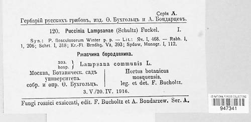 Puccinia lampsanae image